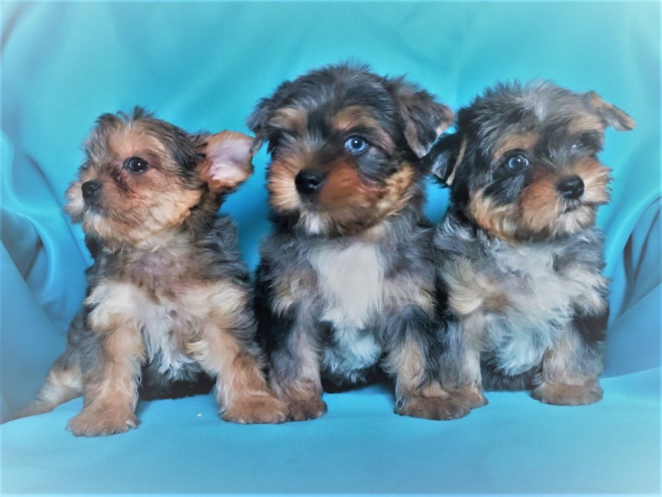 Блю Мерле Йоркширский терьер