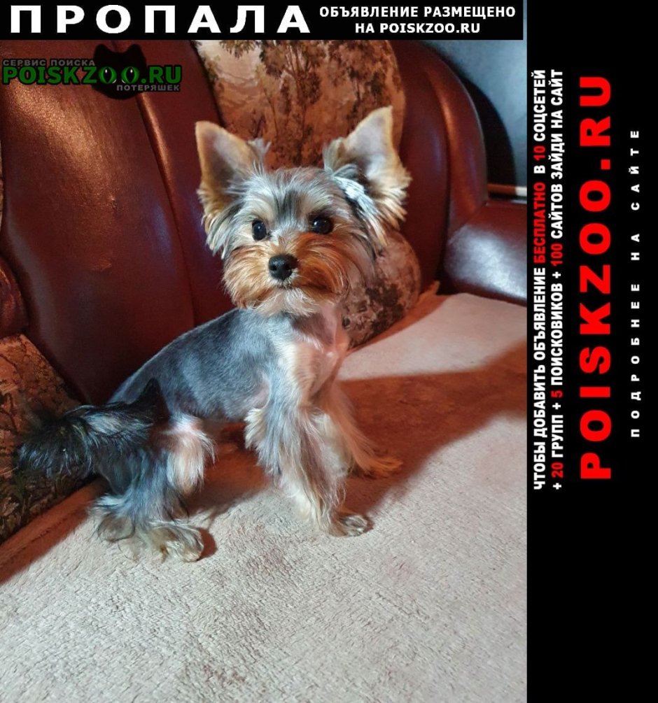 Блю Даймонд голдаст Йоркширский терьер