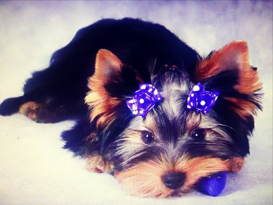 Беспризорный Йоркширский терьер