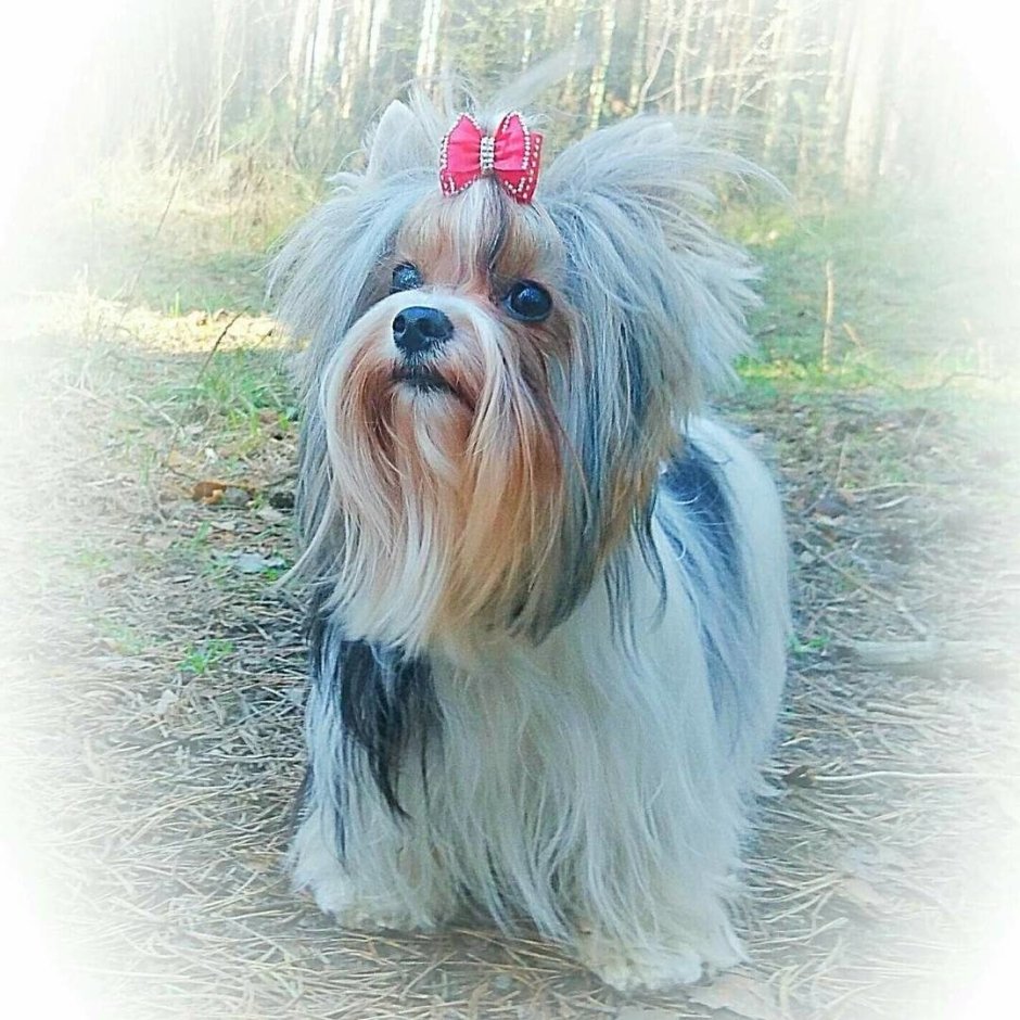 Йорк мальчик маленький