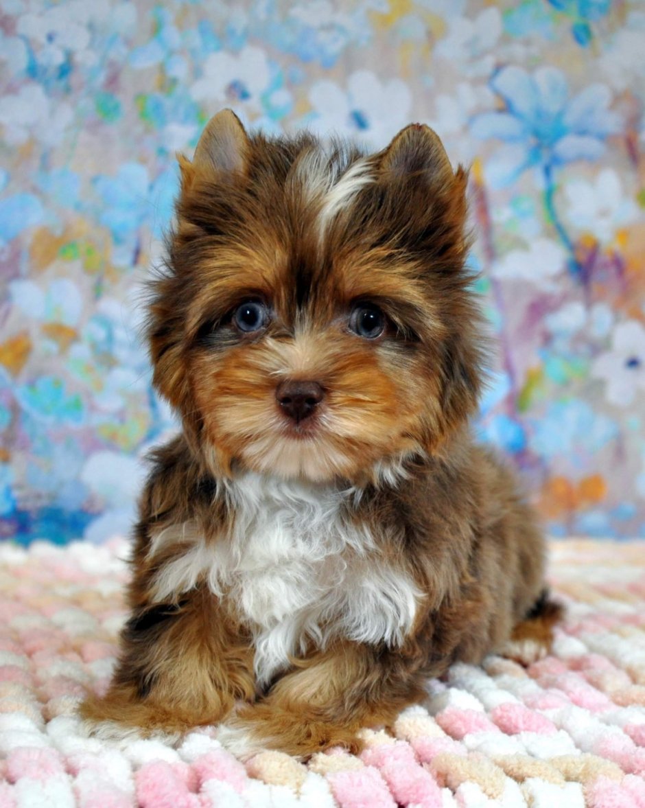 Худой Йоркширский терьер