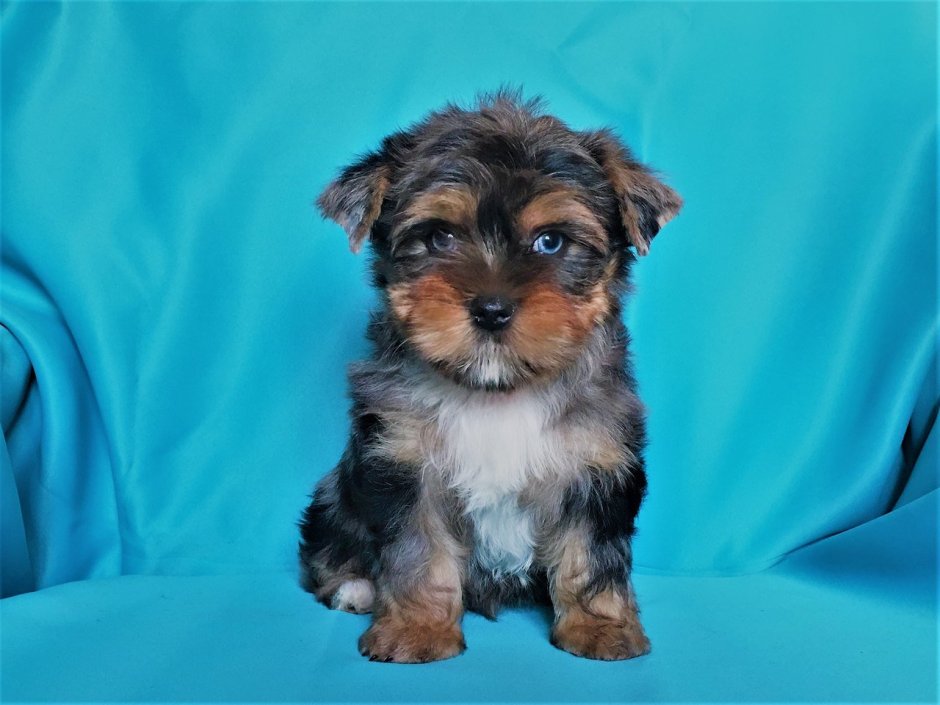 Блю Мерле Йорк