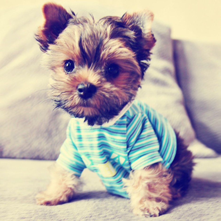 Йоркширский терьер закрывает лапой лицо фото