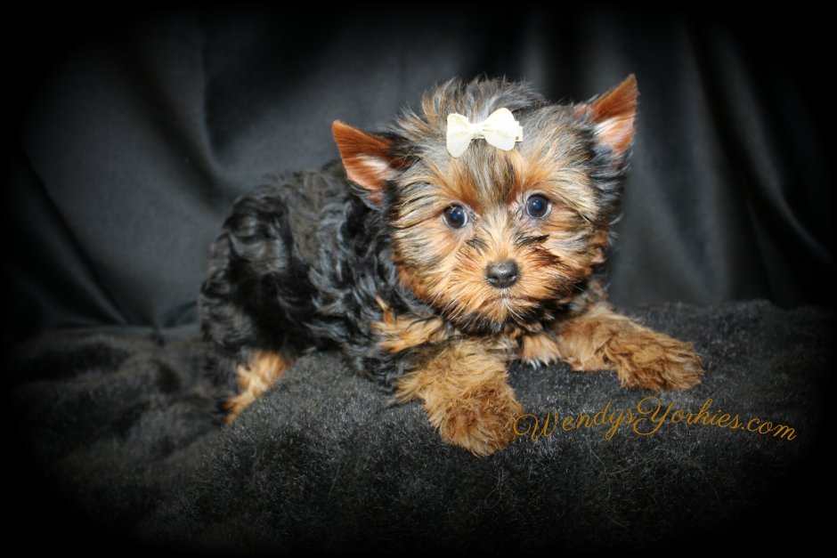 Чарли Йоркширский терьер