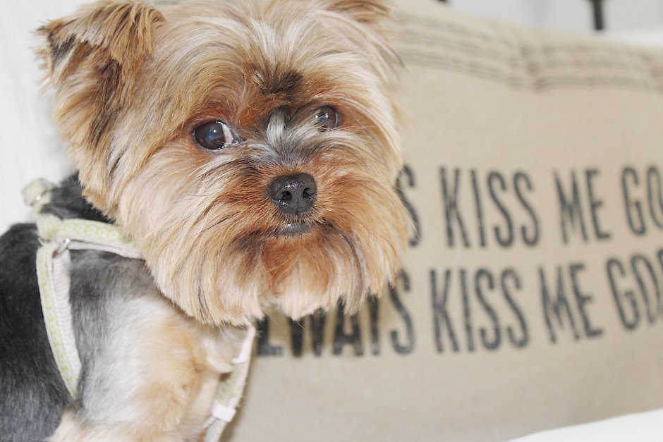 Скелет йоркширского терьера