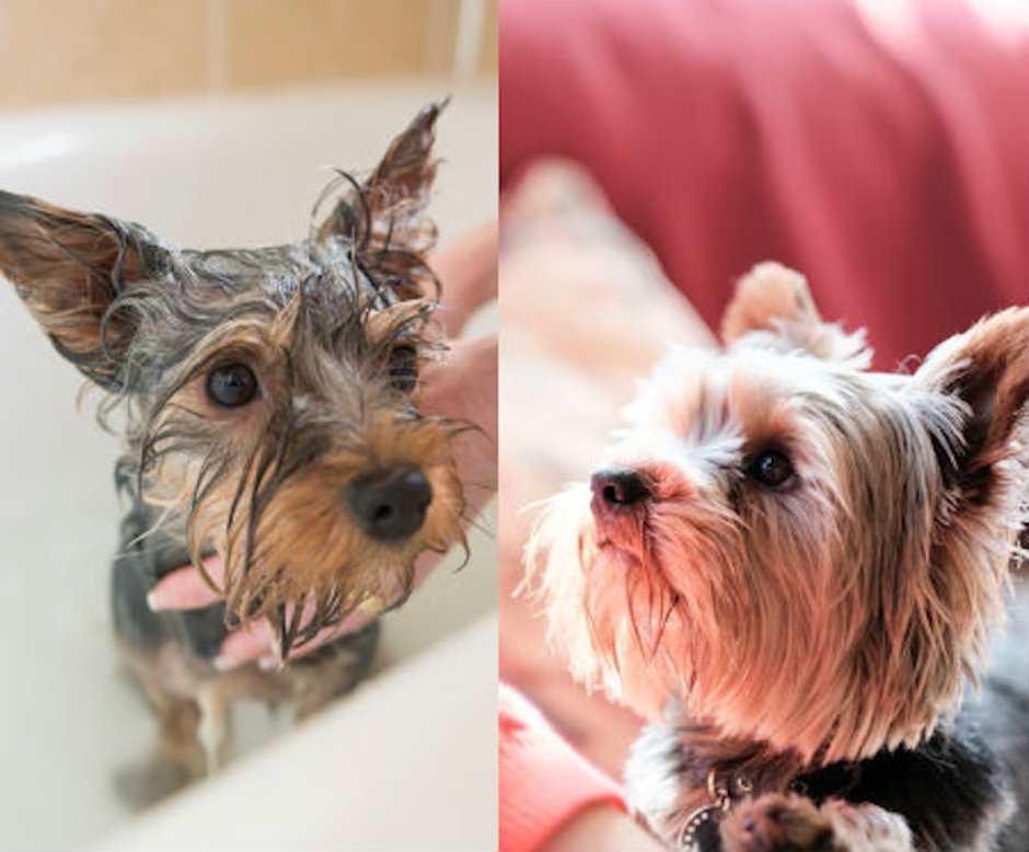 Фото собак на визитку