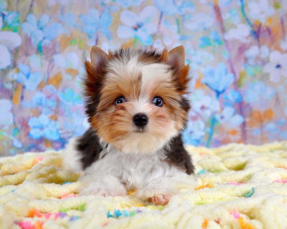 Бивер Блуберри