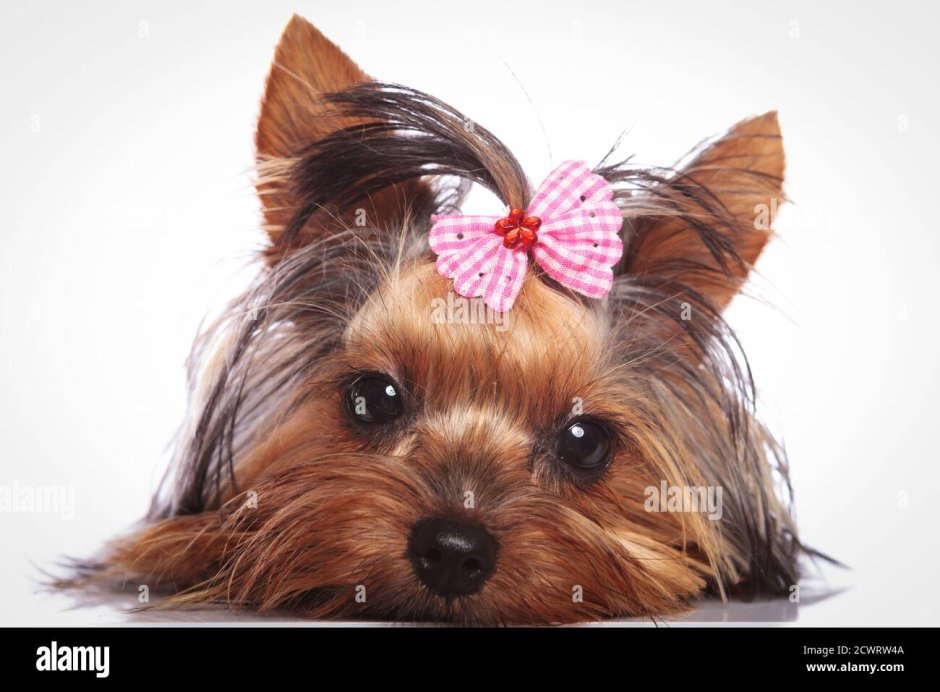 Молоко для йоркширского терьера