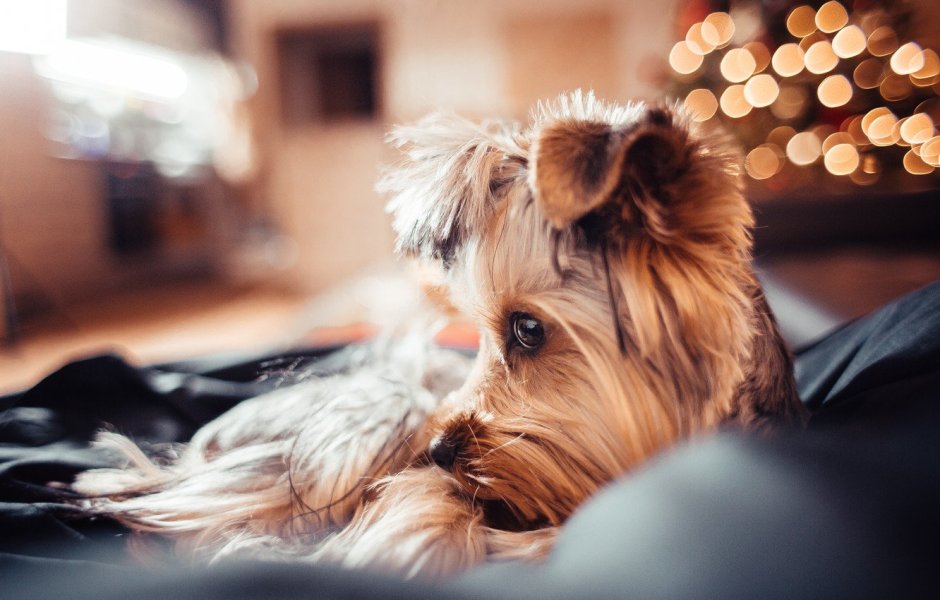 Блю Мерле Йоркширский