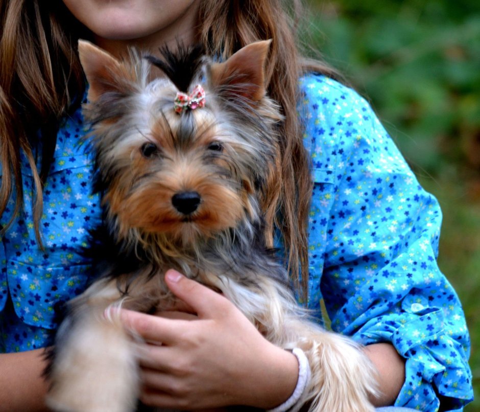 Йоркширский терьер лохматый