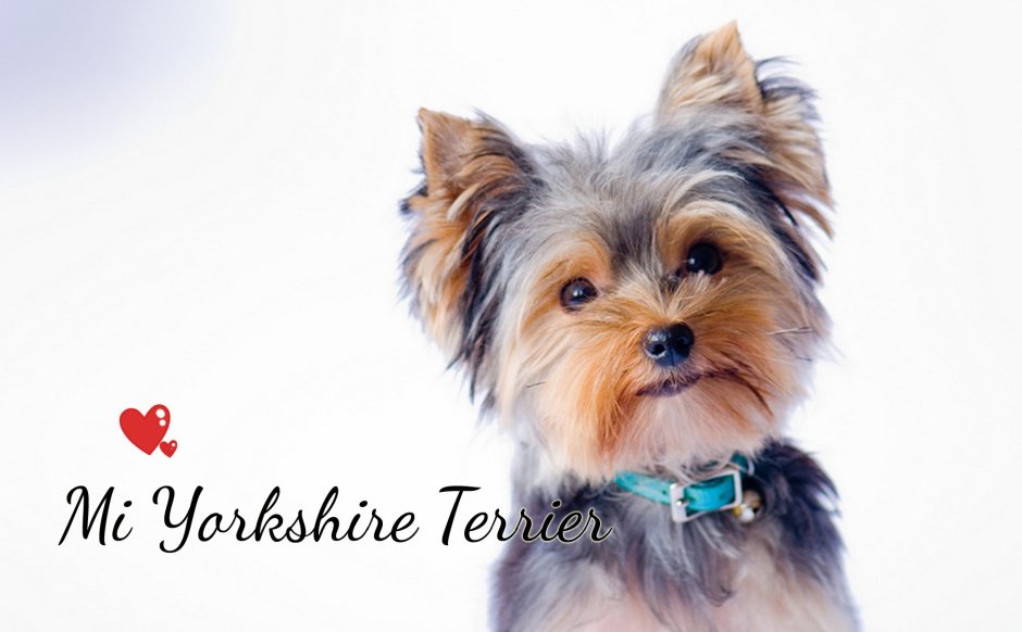 Йоркширский терьер короткошерстный