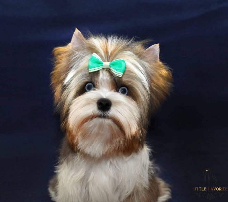 Блуберри Йоркширский терьер