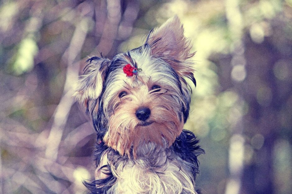 Бетти Йоркширский терьер