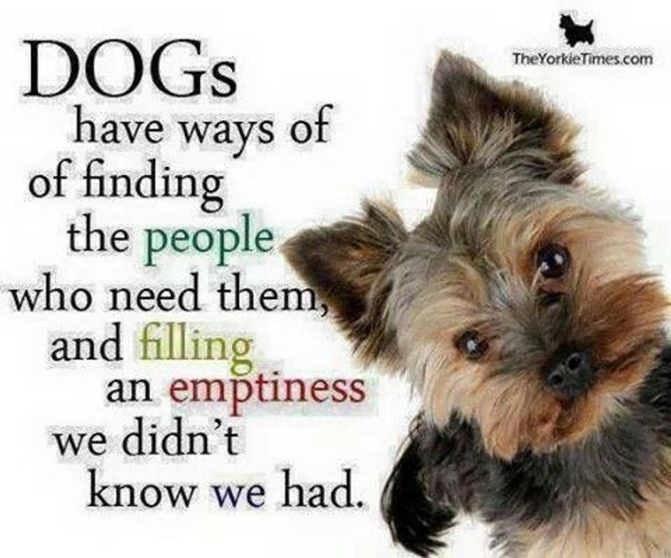 Платиновый Йоркширский терьер