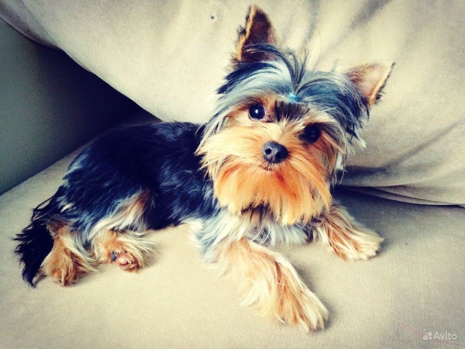 Йоркширский терьер с хозяином