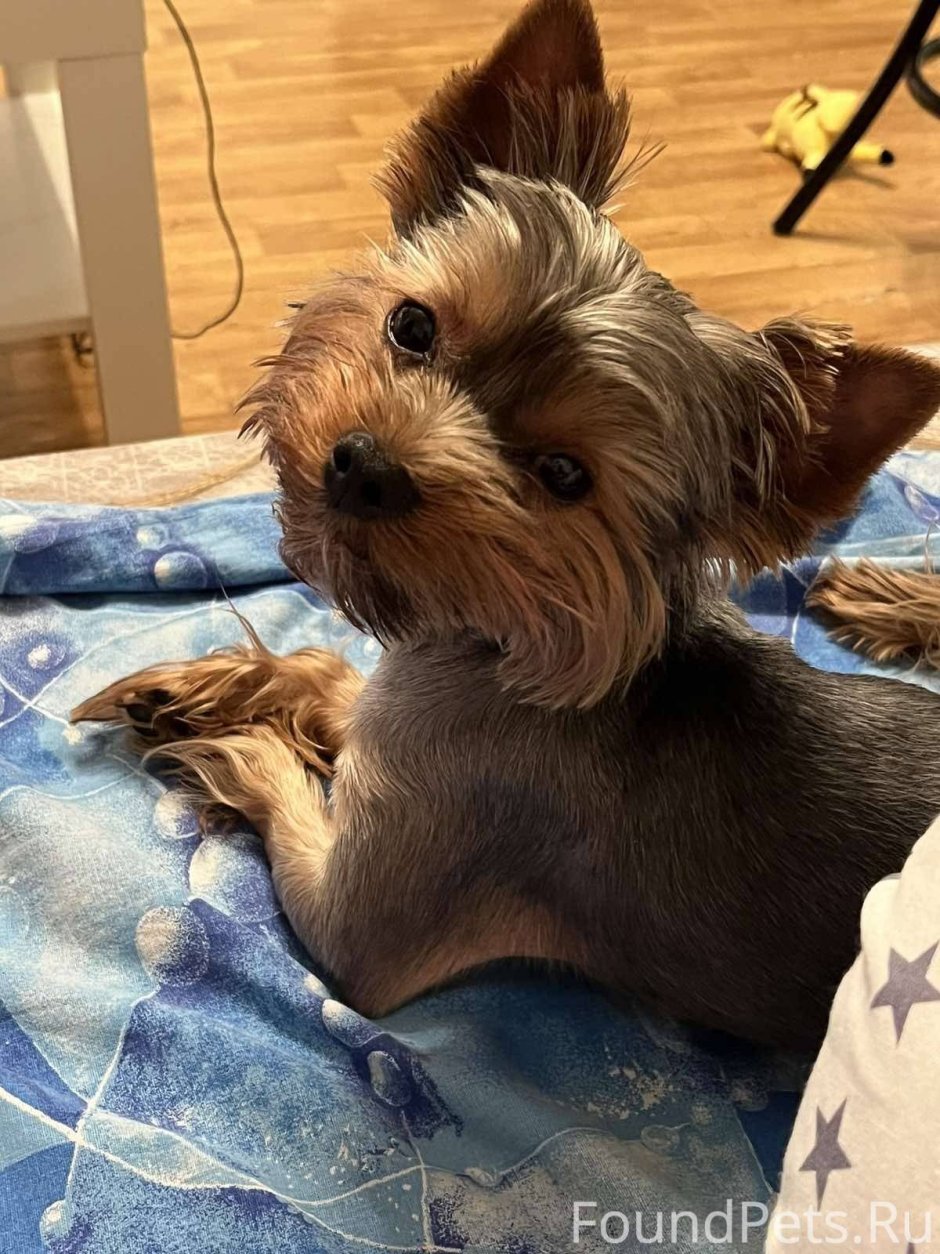 Йоркширский терьер лежит