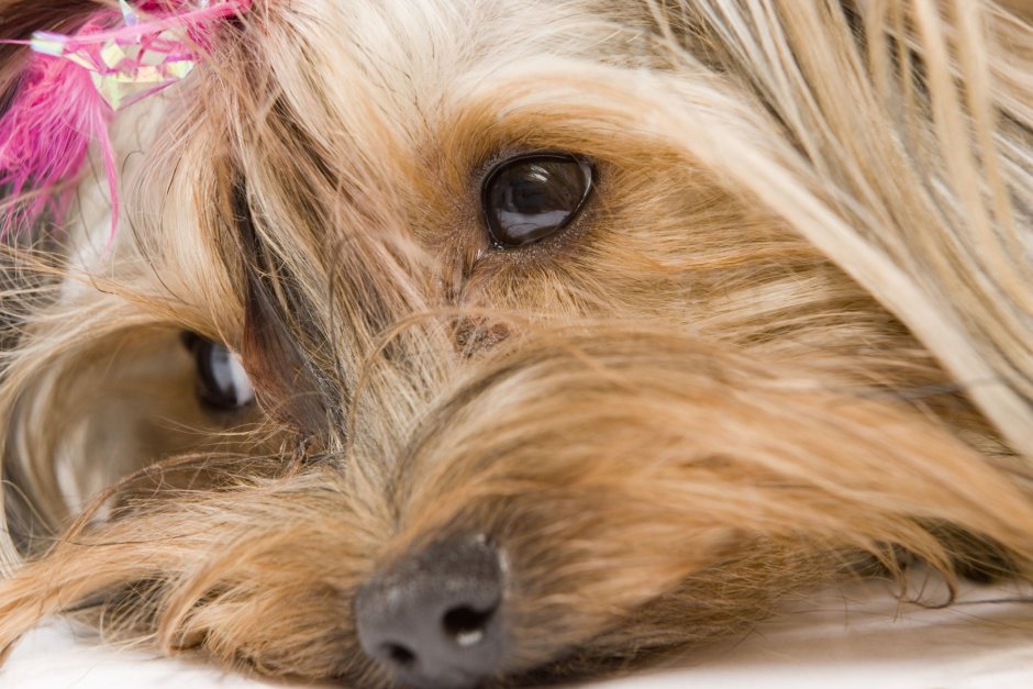 Собачка Йорк