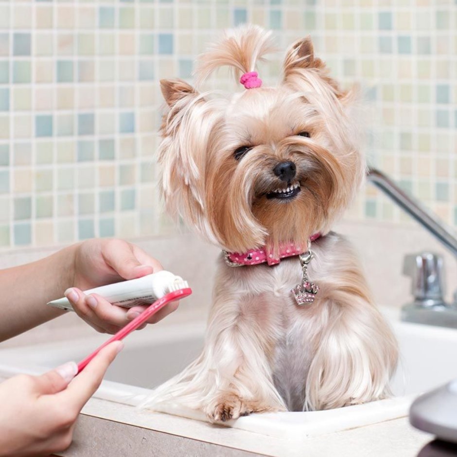 Йоркширкский терьер Паппи