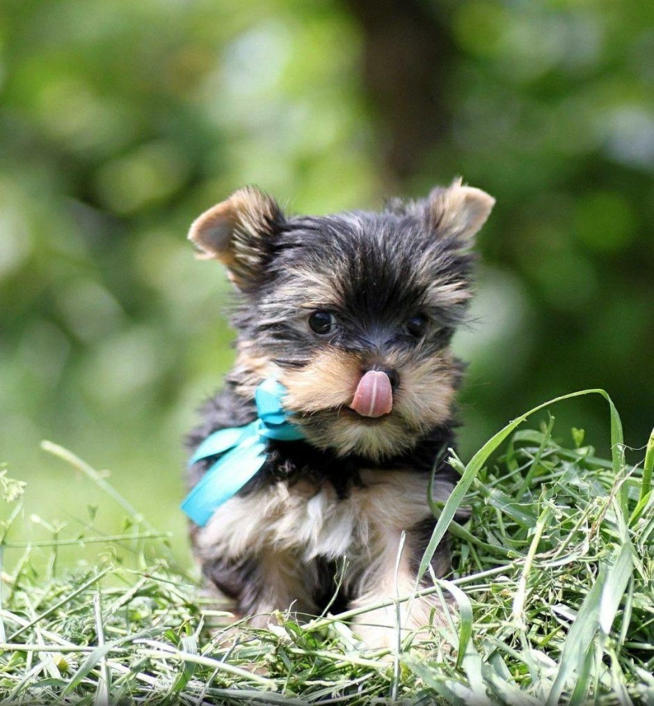 Свадьба йоркширских терьеров