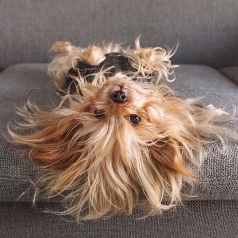 Йоркширский терьер