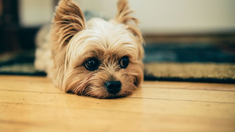 Йоркширский терьер на спине