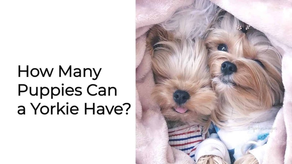 Якширтерьерский терьер