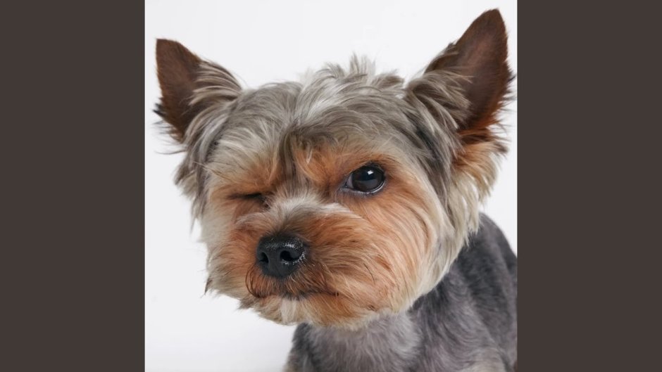 Кучерявый Йоркширский терьер