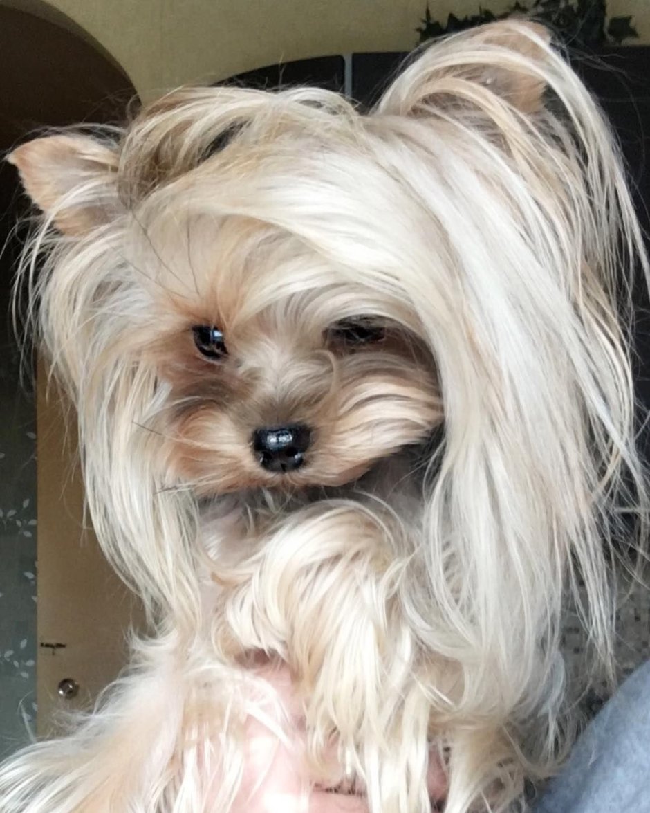 Йорк на темном фоне