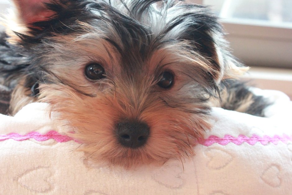 Жесткошерстный Йоркширский терьер