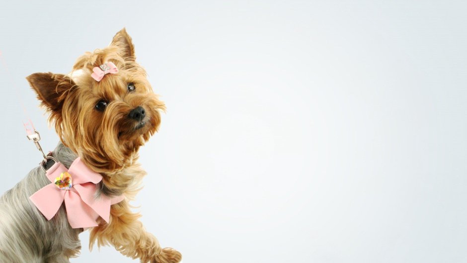 Choco Yorkshire Terrier