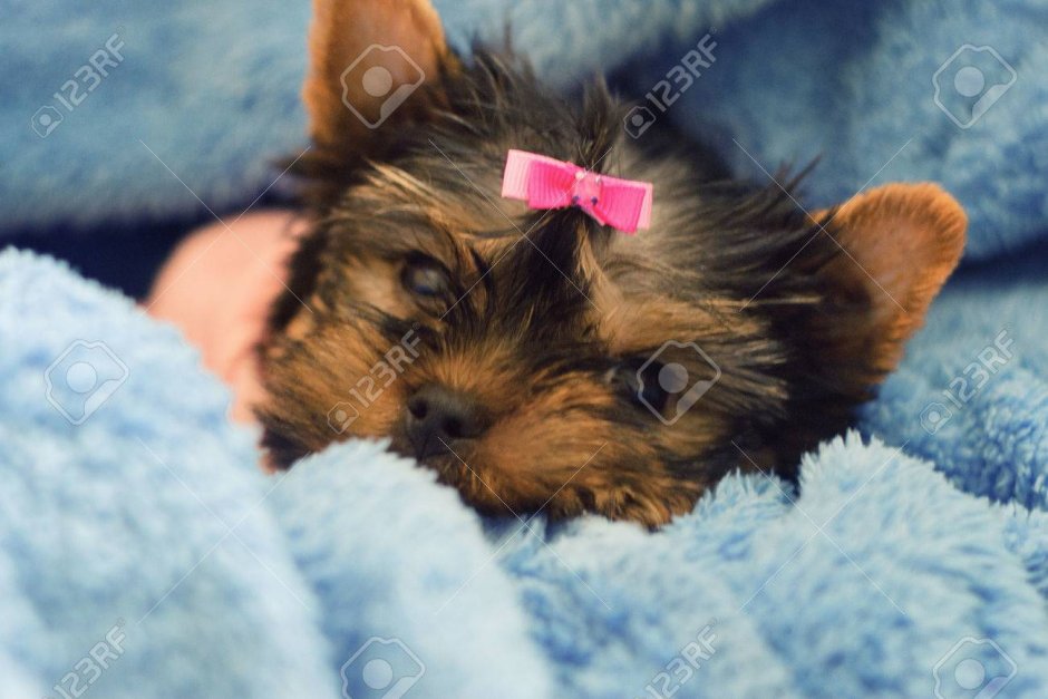 Йоркширский терьер нано