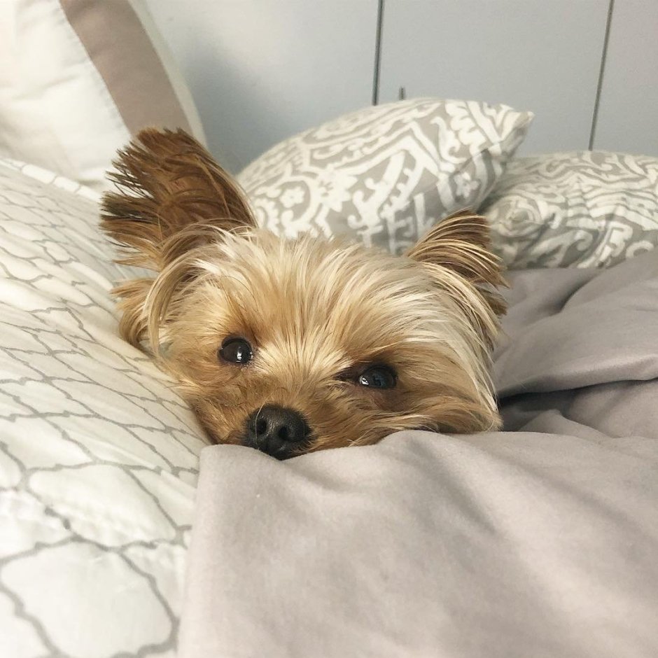 Йоркширский терьер новый год