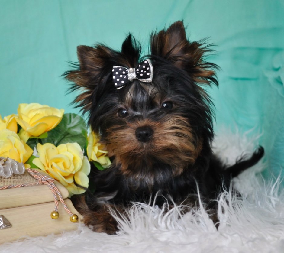 Йоркширский терьер милашки