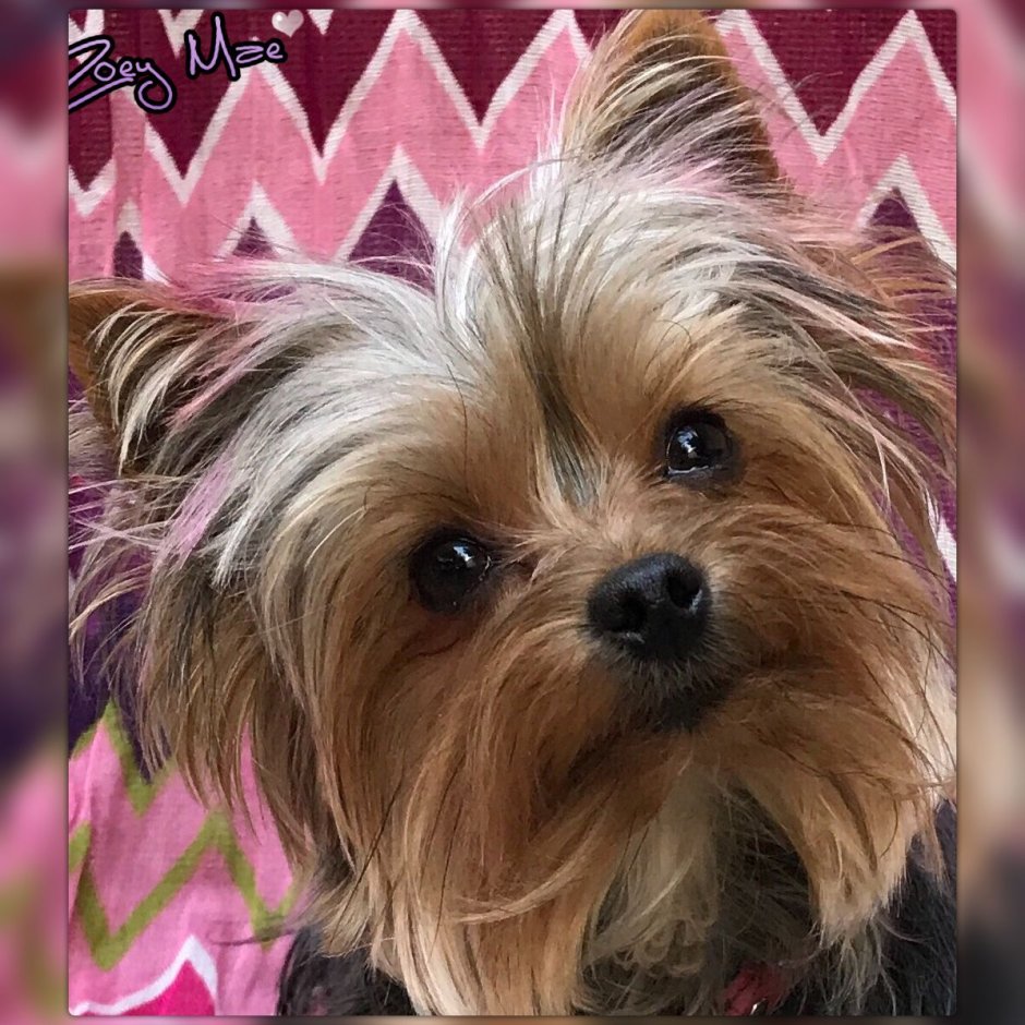 Йоркширский терьер на прозрачном фоне