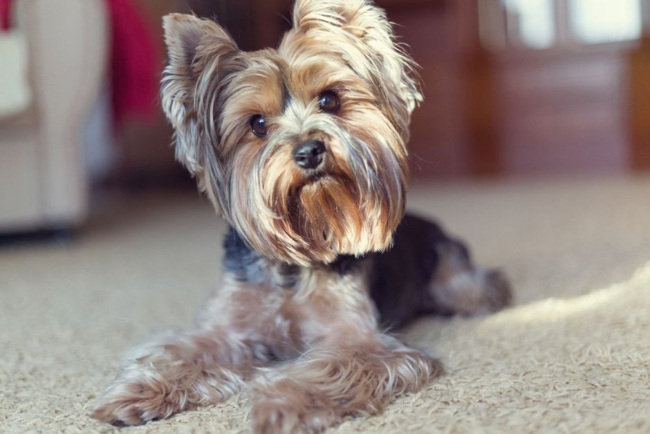 Любимые йорки