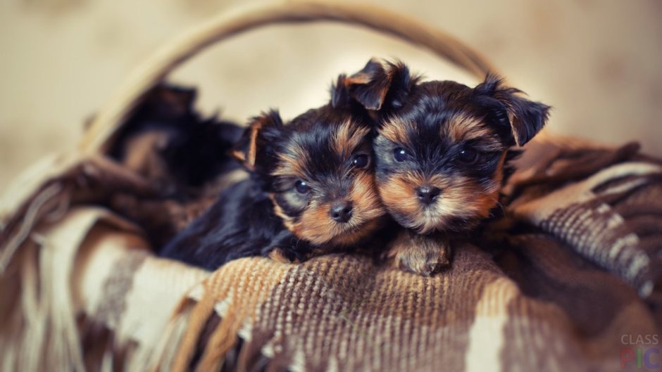 Каирский терьер