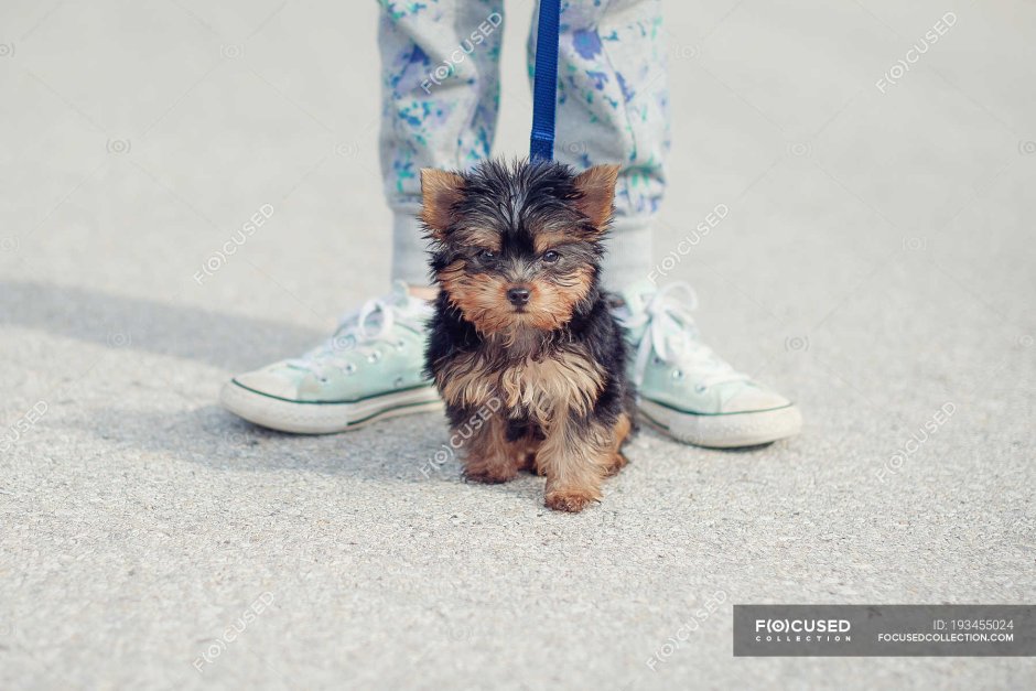 Собака на однотонном фоне