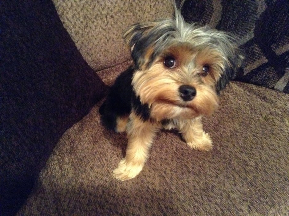 Йоркширский терьер на руках