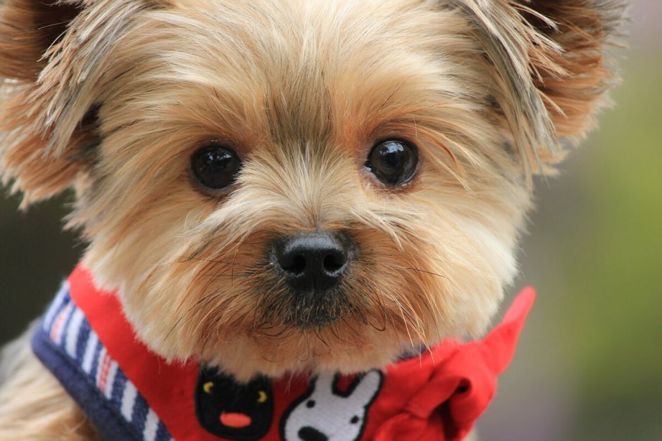 Йоркширский терьер купить цена 100000