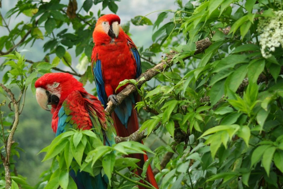 Blue Macaw попугай