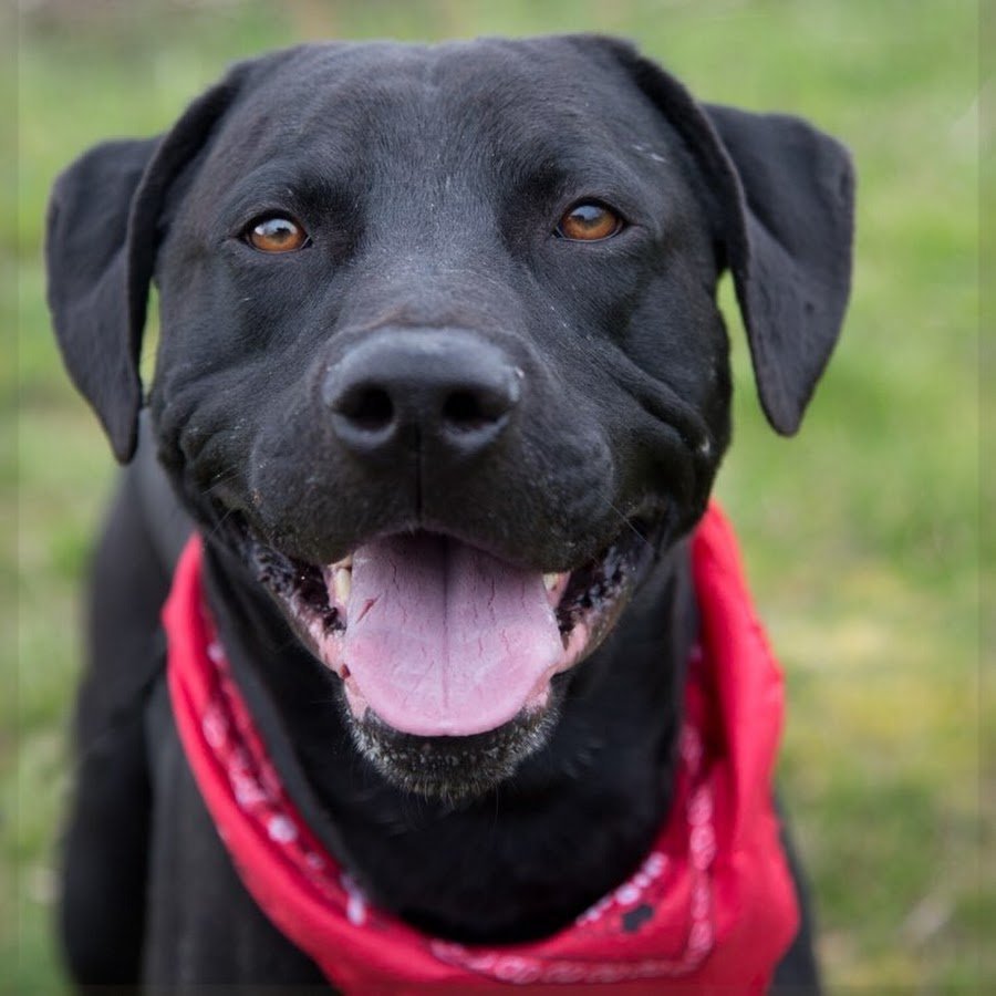 Черная собака с желтым носом