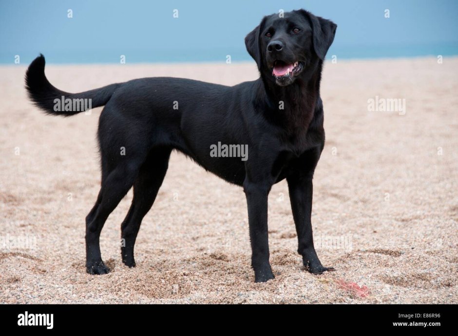 Американский лабрадор черный
