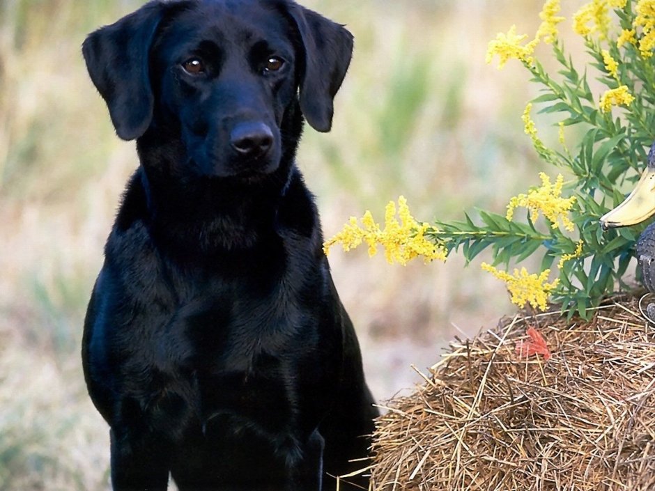 У Путина черный лабрадор-ретривер