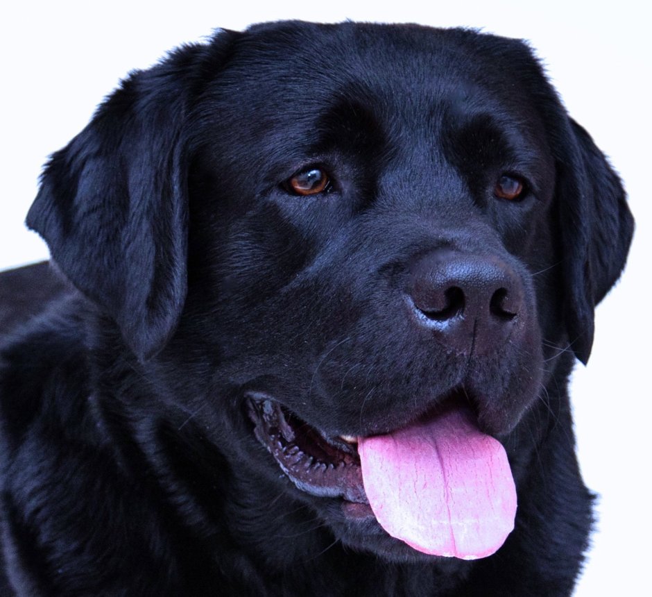 Лабрадор Блэк водолаз