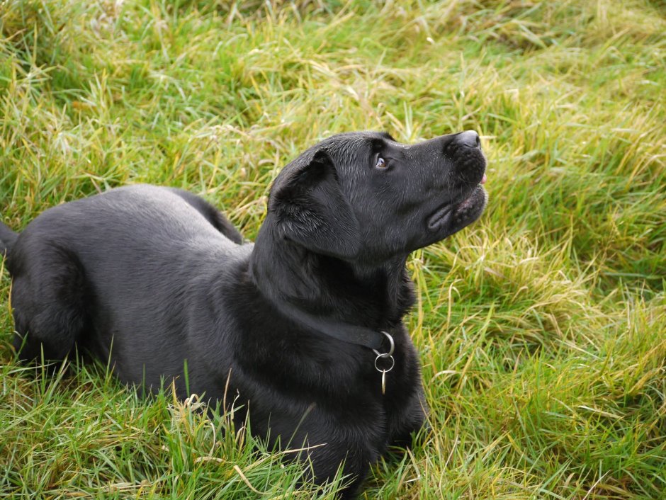 Американский лабрадор черный