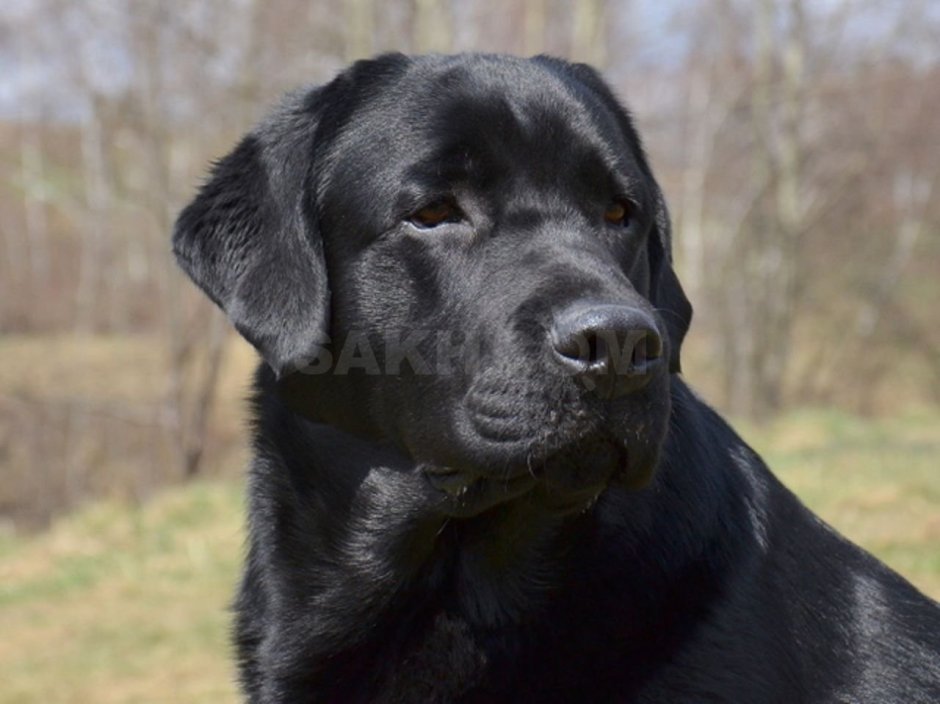 Лабрадор ретривер