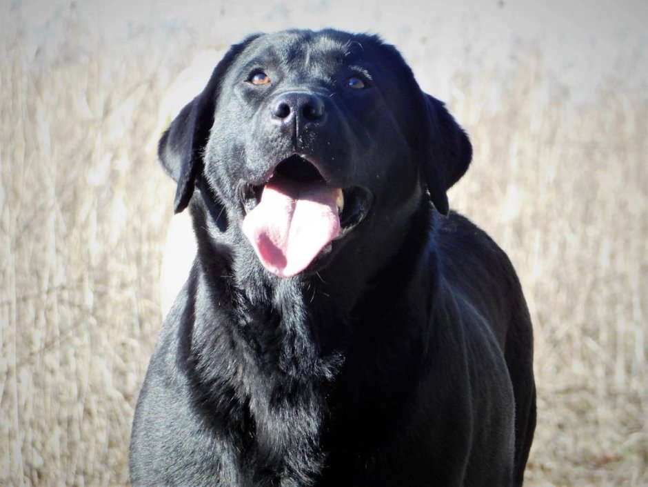 Лабрадор ретривер