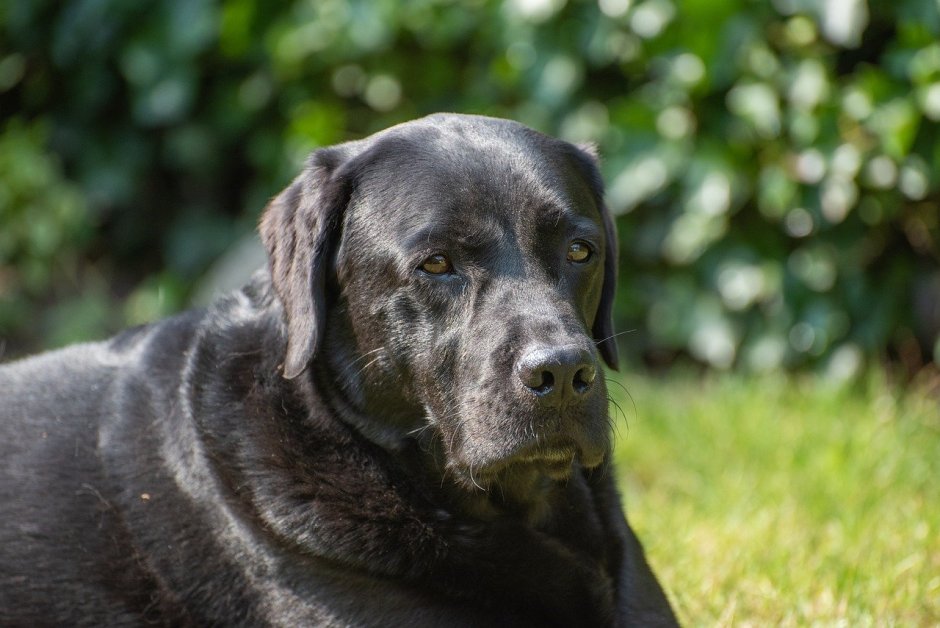Лабрадор гладкошерстный