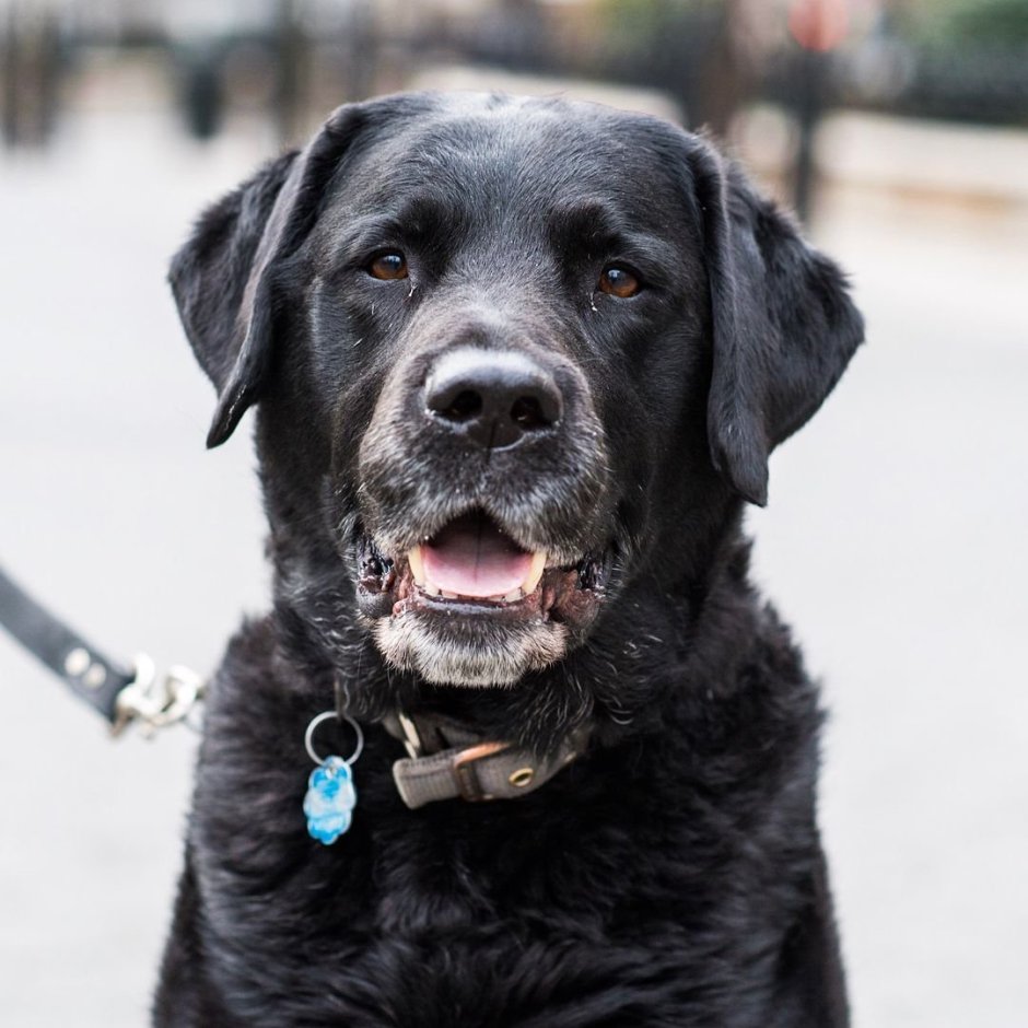 Лабрадор черный