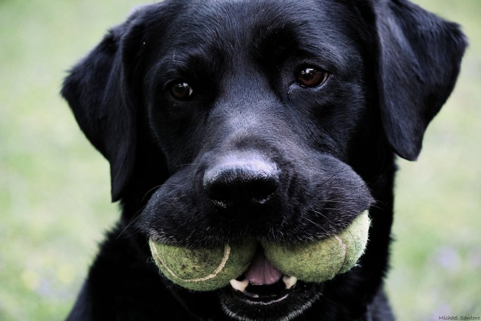 Лабрадор черный